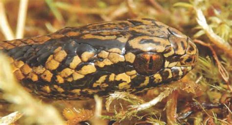 Tachymenoides harrisonfordi. - Four researchers in South America discovered a species of snake, which the team named for action icon Harrison Ford. Tachymenoides harrisonfordi is shown in the Peruvian wetlands in an undated photo.